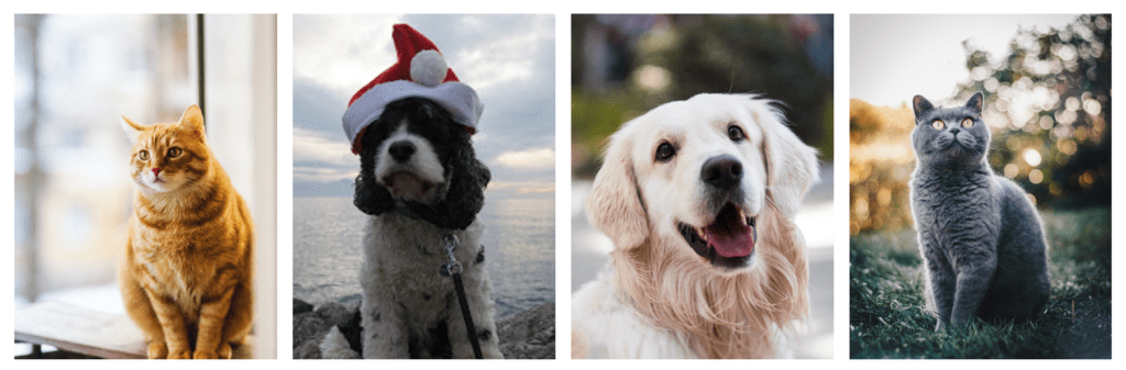 Image Recognition Convolutional Neural Networks - classifying cats and dogs python